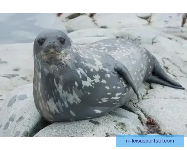 穆兰加海豹不敌SC豹队 以0比2失利终场遗憾落败